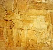 The goddess Hathor in cow form is led by the god Amun as she feeds the young Hatshepsut.