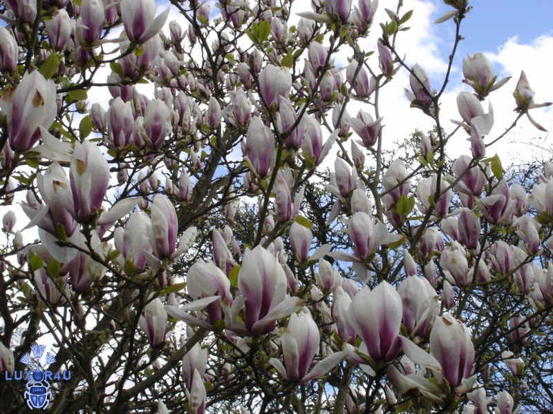 magnolia
