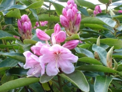 colours of spring
