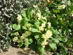 colours of spring