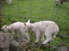 lambs