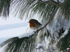 December 2010 - 1st - Christmas Robin