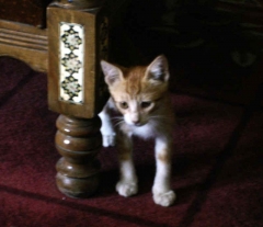 new kitten