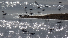 March 2011 - 1st - Birds in Dakhla