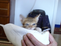 foundling