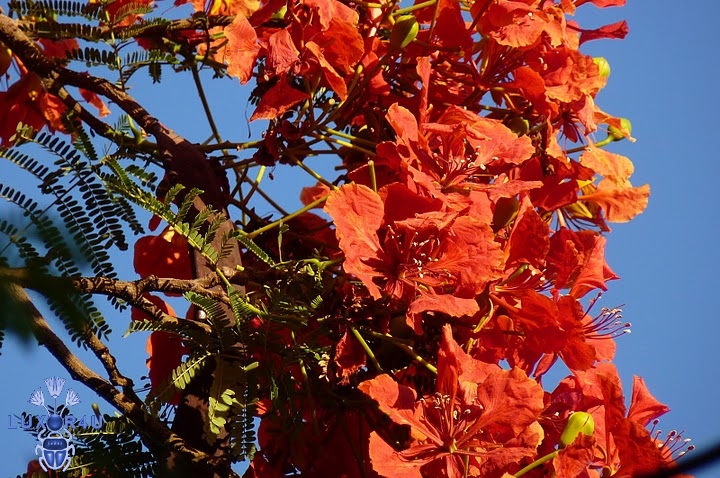 Colour red 3