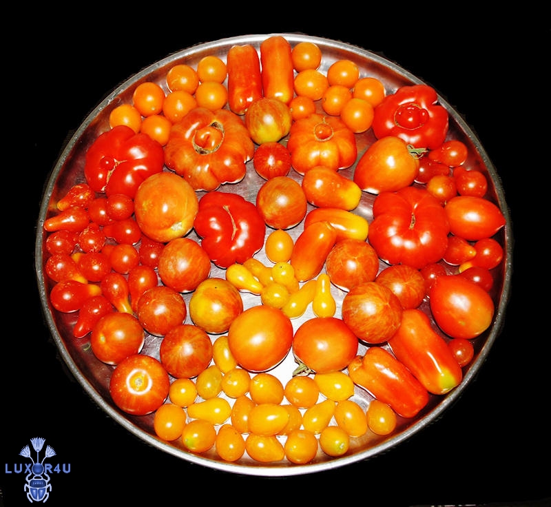 May 2011 - 4th - Tomatoes