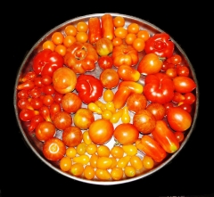 May 2011 - 4th - Tomatoes