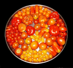 May 2011 - 4th - Tomatoes