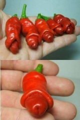 Peppers