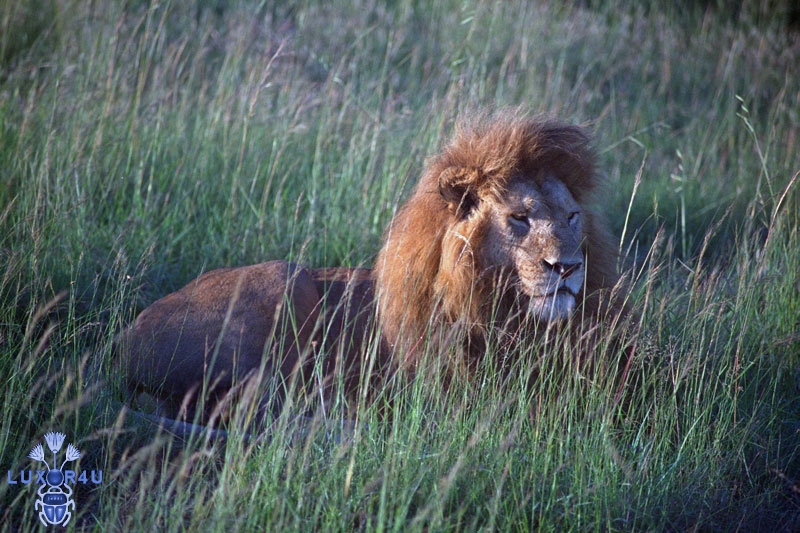 July 2011 - 1st - Big Kenyan Cat