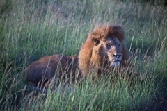 July 2011 - 1st - Big Kenyan Cat