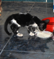 cat