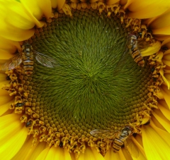 August 2011 - 5th - Sunflower and hover flies