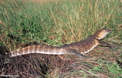 Nile Monitor or Waran