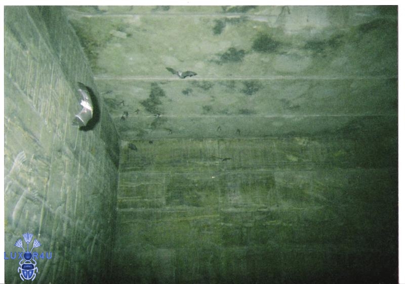 Bats at Philae