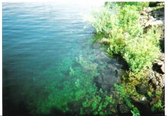 underwater plants at Philae