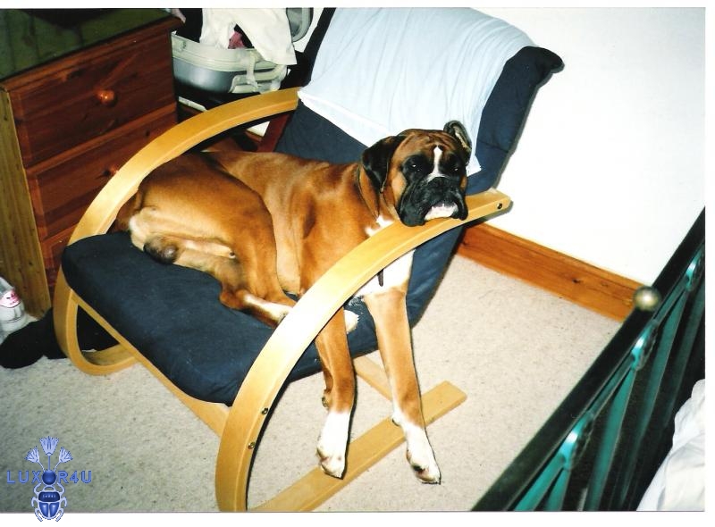 Big dog,small chair