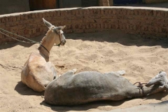 Sand Bath at ACE