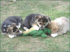 Savage dog pack