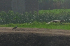croc