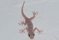 Gecko