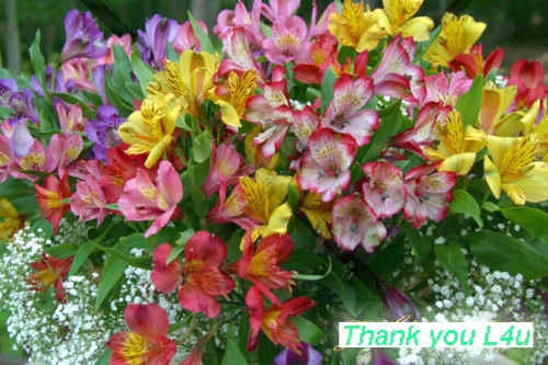 Tannaz's Alstromeria