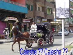 Caleshe????????