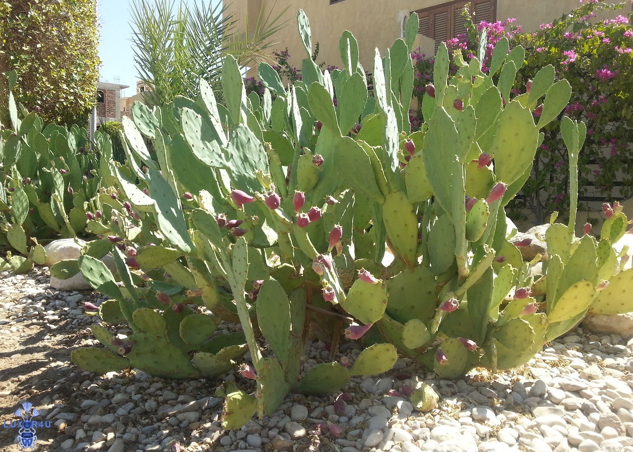 Cactus flowering