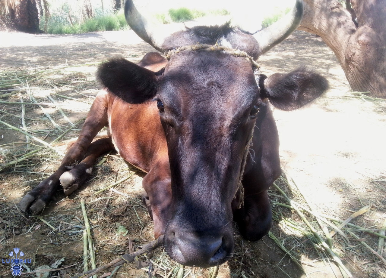 Bull