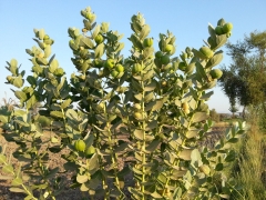 Tree Plant