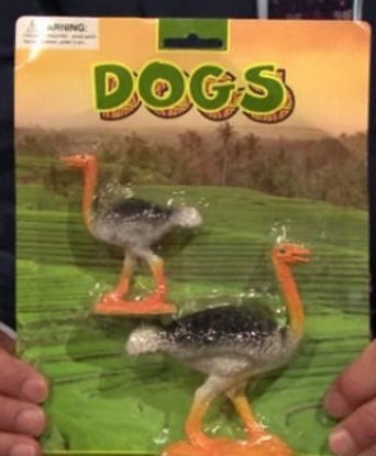 Dogs