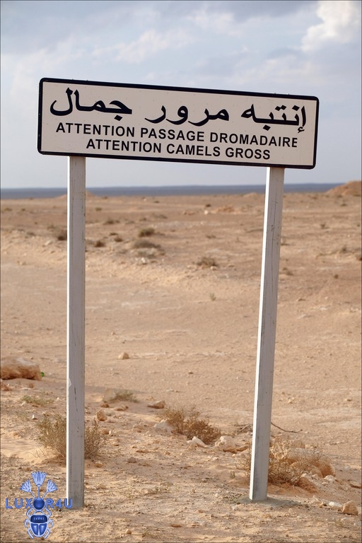 camel crossing sign