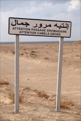 camel crossing sign