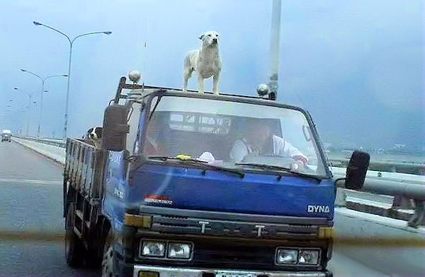 Egyptian dog