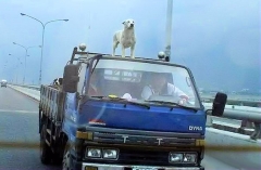 Egyptian dog