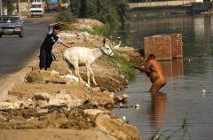 Donkey