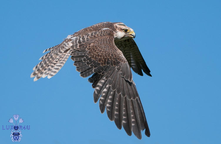 Lanner Falcon