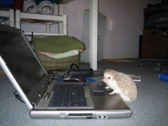 hedgehog at computer