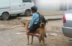 Dogkey