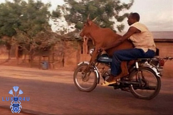 Bull Rider