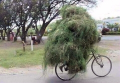 Going Green