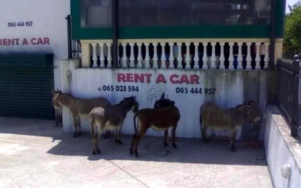 Rent-A-Donkey