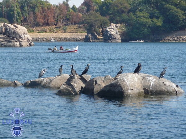 Bird sitting, Aswan