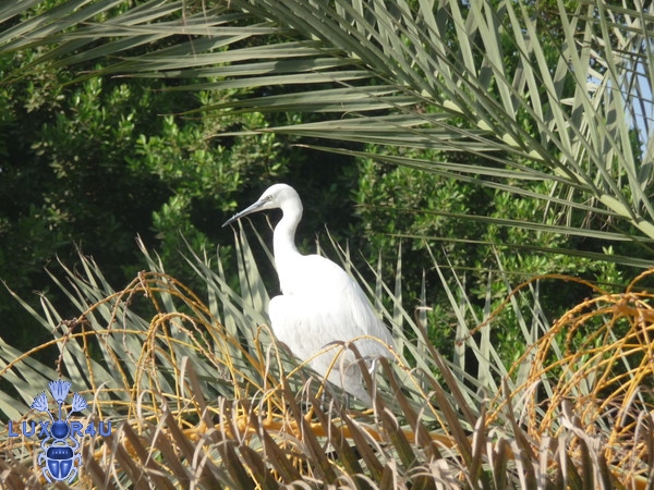 Ibis