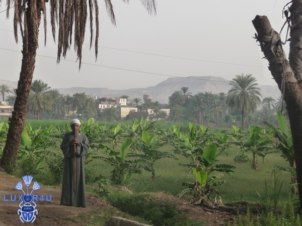 Banana field in Gezira