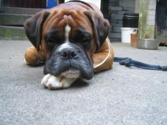 my dog..........
