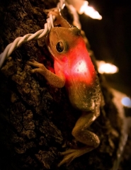 Frog Swallows Christmas Light