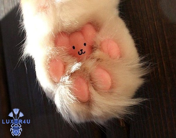 Teddy
