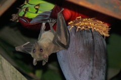 Little bat in the banana tree